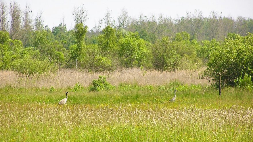 Ahlbecker Seegrund Ahlbeck Seegrund