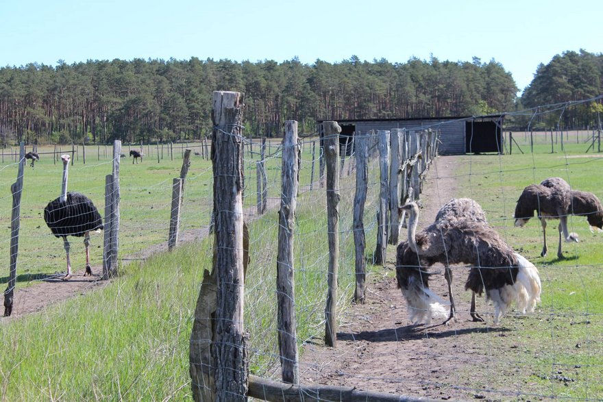 Straußenfarm Straußenfarm